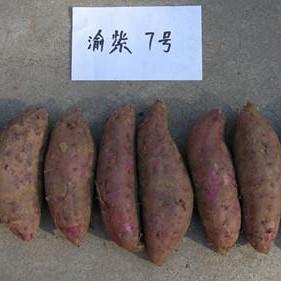 紫薯苗,食用型脱毒紫薯
