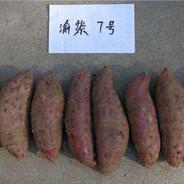 紫色品种,脱毒渝紫7号红薯苗