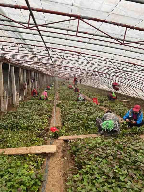优质脱毒红薯苗培育基地