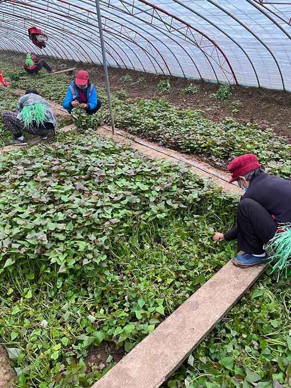 甘薯育苗批发基地